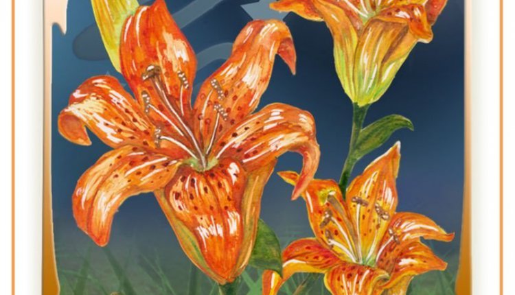 Dance of the Fireflies Tiger Lily